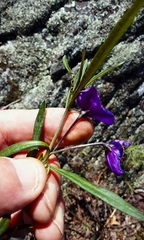 Solanum linearifolium