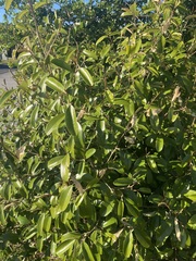 Quadrella jamaicensis