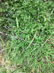 Selaginella douglasii