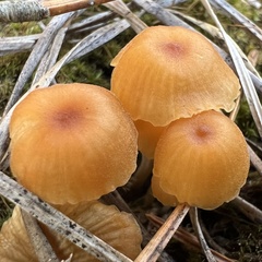 Gloioxanthomyces nitidus