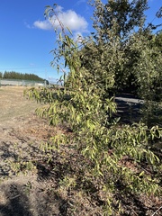 Prunus amygdalus