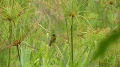 Geothlypis semiflava