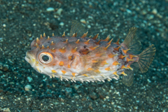 Cyclichthys orbicularis