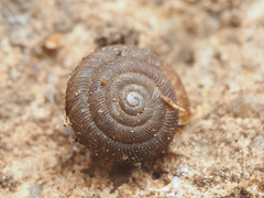 Discus rotundatus