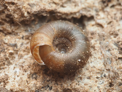 Discus rotundatus