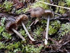 Cyanula