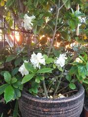 Gardenia
