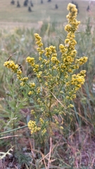 Artemisia palustris