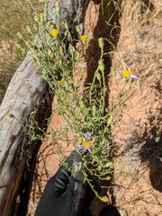 Dieteria canescens