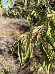 Prunus amygdalus