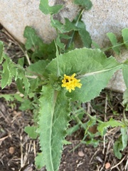 Sonchus asper