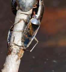 Notonecta irrorata