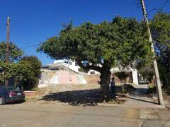 Beilschmiedia miersii