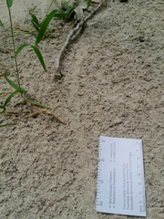 Thamnophis sirtalis