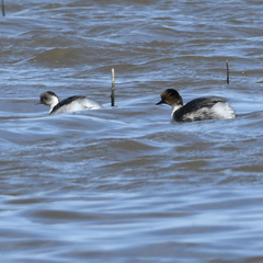 Podiceps occipitalis