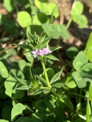 Sherardia arvensis