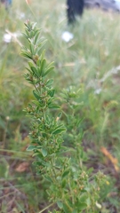 Lespedeza juncea