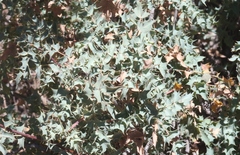 Berberis fremontii