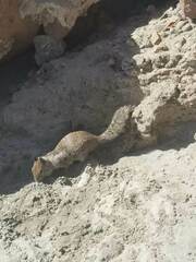 Otospermophilus beecheyi