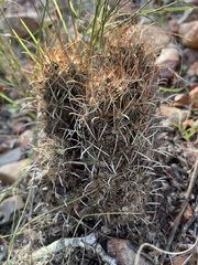 Ancistrocactus scheeri