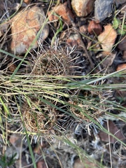 Ancistrocactus scheeri
