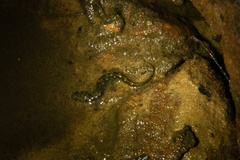 Desmognathus fuscus