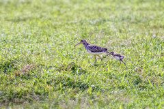 Rostratula benghalensis