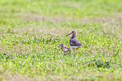 Rostratula benghalensis