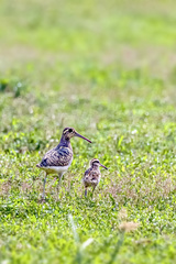 Rostratula benghalensis