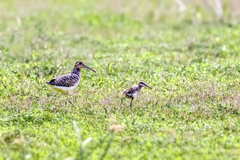 Rostratula benghalensis