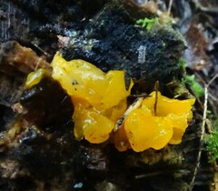 Tremella mesenterica