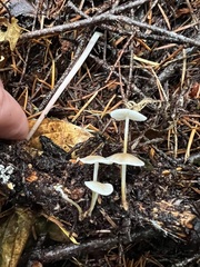 Strobilurus albipilatus