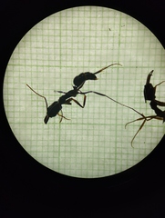 Odontomachus haematodus