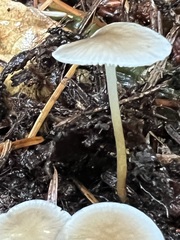 Strobilurus albipilatus