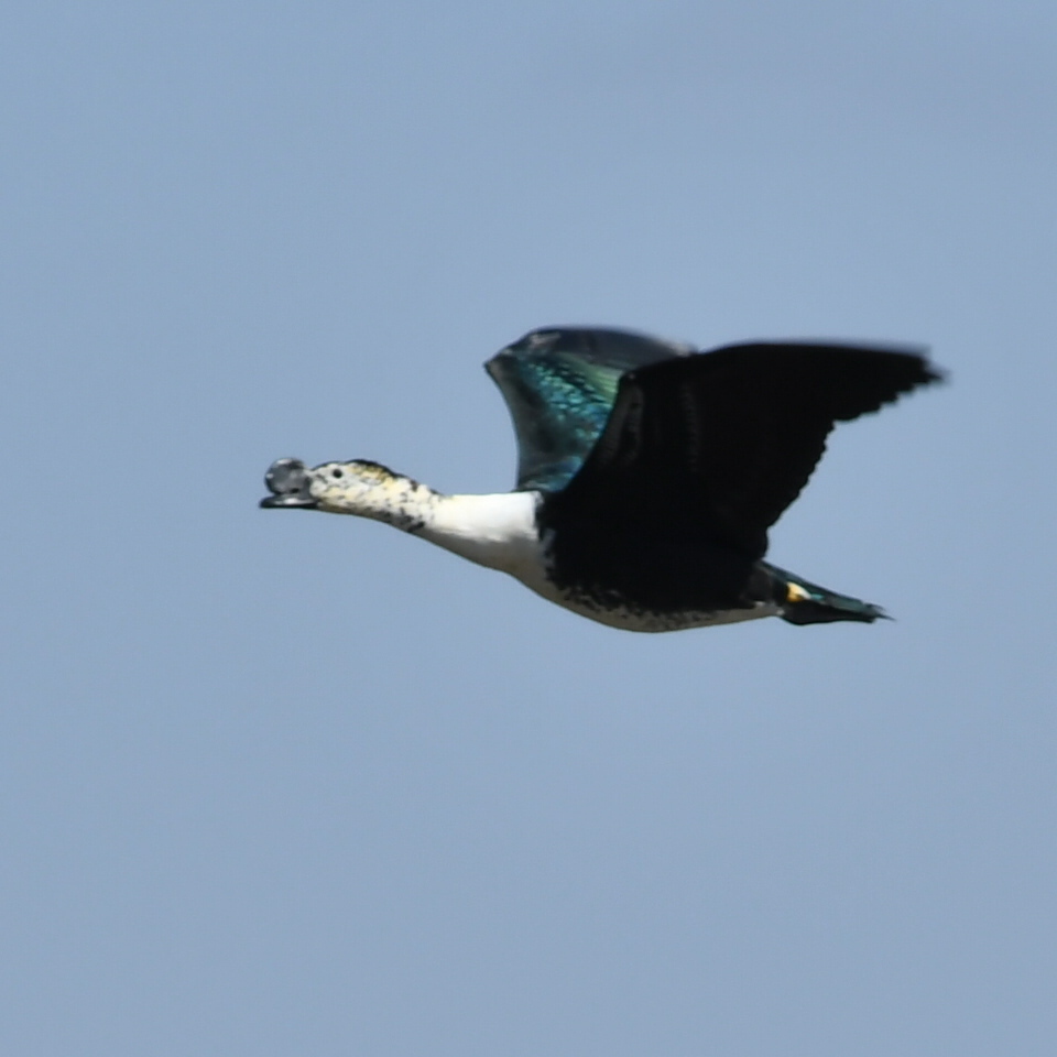 Comb Duck in October 2022 by silviolamothe · iNaturalist