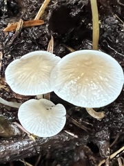 Strobilurus albipilatus