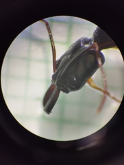 Odontomachus haematodus