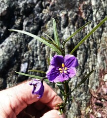 Solanum linearifolium
