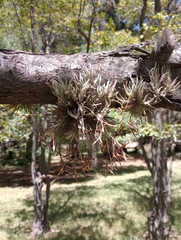 Tillandsia capillaris