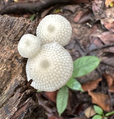 Favolaschia manipularis