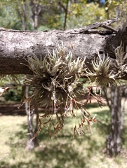 Tillandsia capillaris