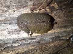 Pseudaneitea
