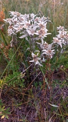 Leontopodium ochroleucum