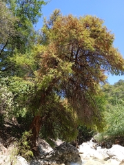 Taxodium mucronatum
