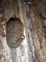 Pseudaneitea