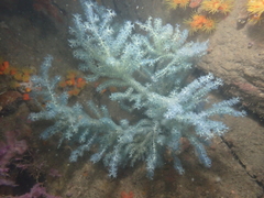 Anthogorgia divaricata