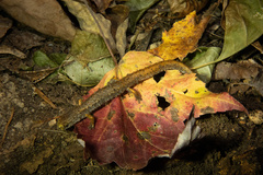 Hemidactylium scutatum