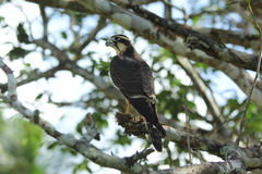 Falco femoralis