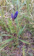 Gentiana decumbens
