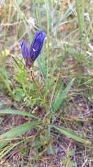Gentiana decumbens